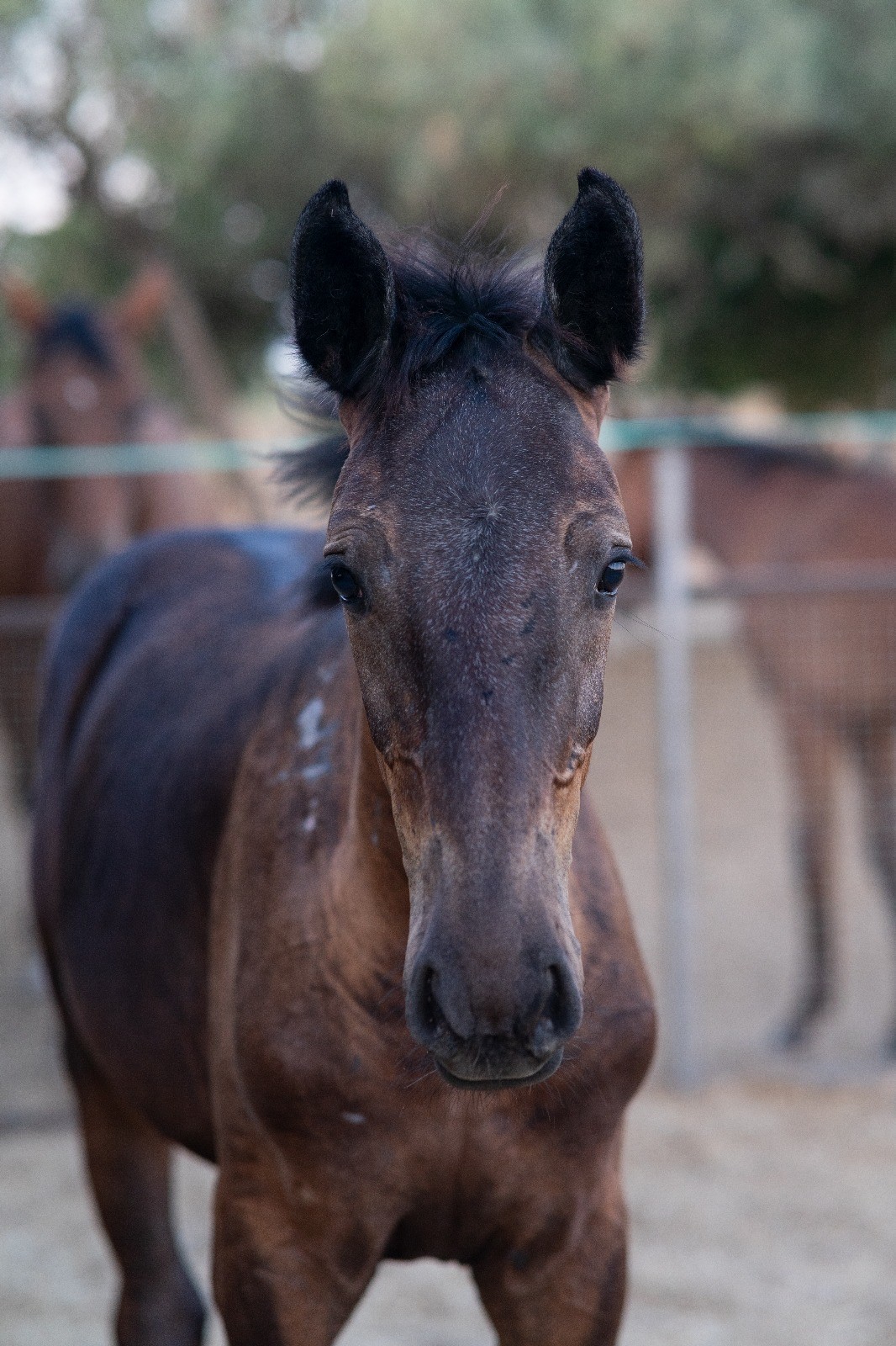 horse